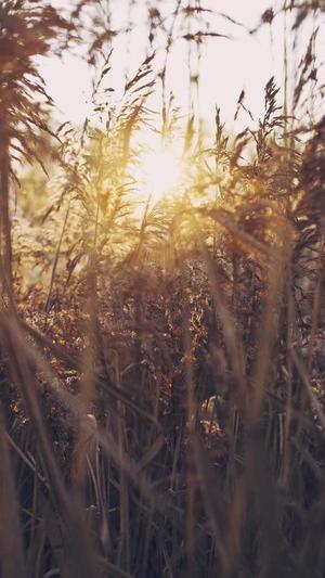 24小时吃瓜黑料截图4