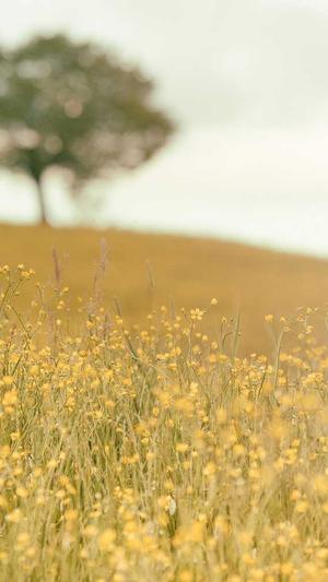 吃哈密瓜有什么好处?截图1